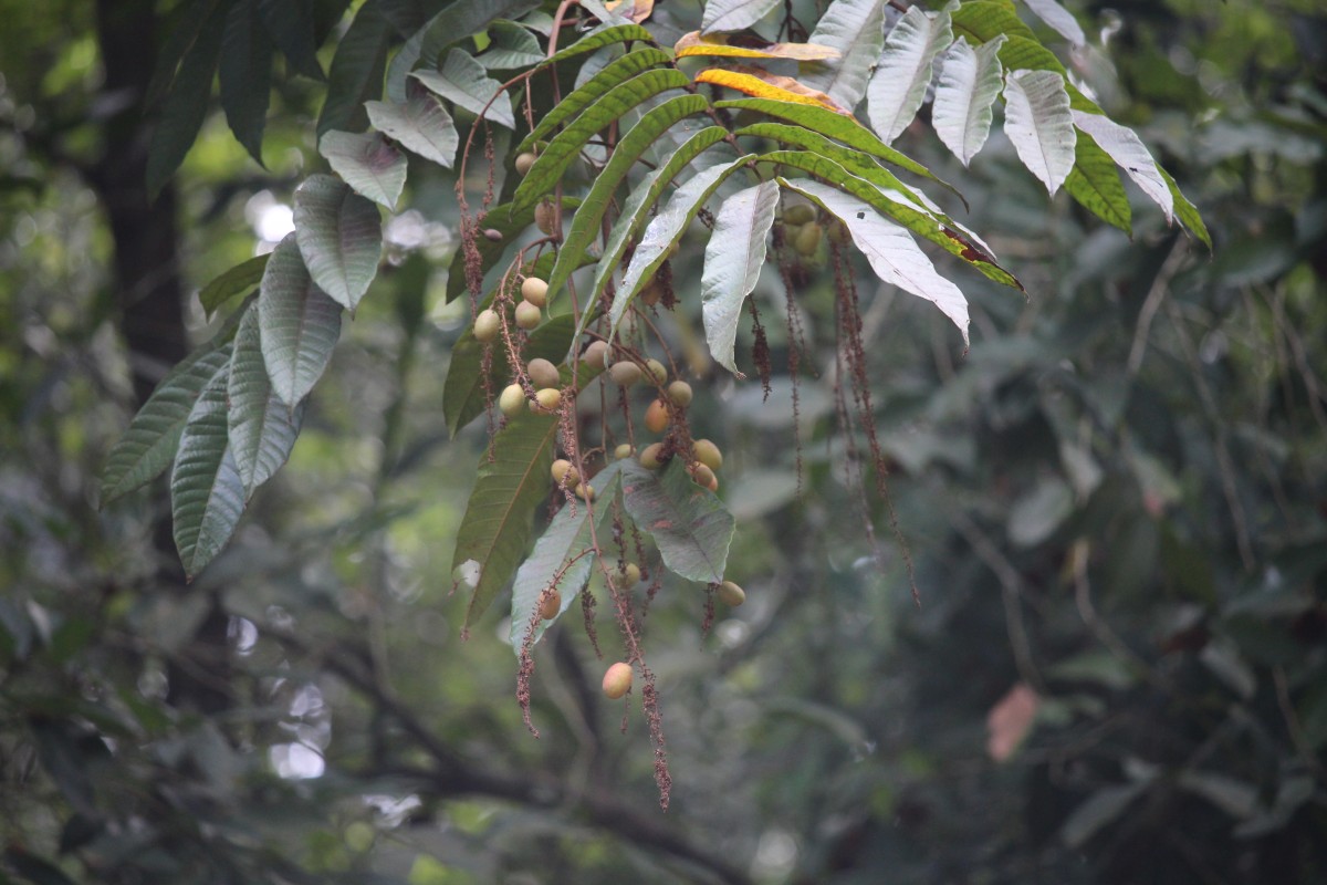 Pometia pinnata J.R.Forst. & G.Forst.